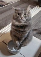 饭前洗手gif搞笑图片