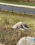 一只失去生活斗志的羊躺在草上gif动态图片