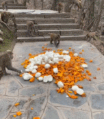 猴子疯狂的抢馒头吃-搞笑gif动态图片-izike