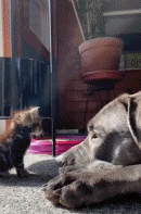 狗狗成了温柔巨人gif搞笑图片