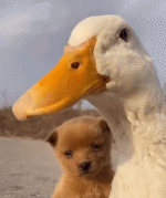 和狗狗做朋友的大鹅gif搞笑图片