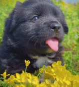 田园犬能有多可爱gif搞笑图片