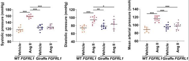 即使吃了升血压的药物，带有长颈鹿版FGFRL1基因的小鼠依然血压平稳