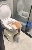 马桶里有一个世界gif搞笑图片