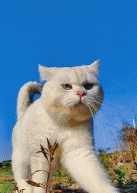 老鼠视角里的猫咪gif搞笑图片