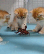 一只有勇气的龙虾gif搞笑图片