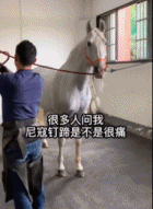 原来马儿也要修马甲gif搞笑图片