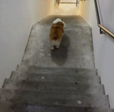 肥肉是可以飞起来的gif搞笑图片