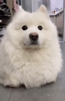 看起来不太聪明的样子gif搞笑图片