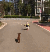 欺负小孩的小狗gif搞笑图片