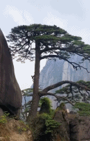 迎客松完成维修gif搞笑图片