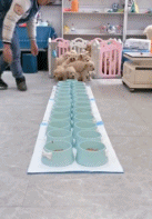 金毛幼儿园gif搞笑图片