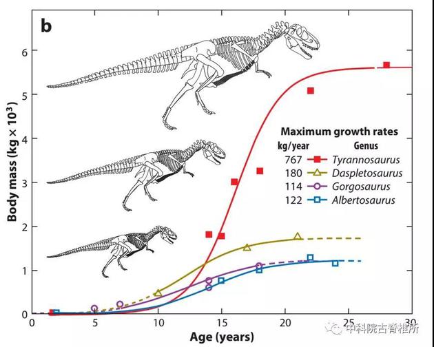 雷克斯暴龙体型巨大的原因，主要是因为其生长速率相较其他暴龙类更快。（Erickson et.al， 2014）