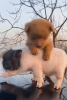 狗子：我只想站高点gif搞笑图片