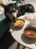 偷吃的狗有多淡定gif搞笑图片