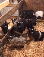 来自全员的凝视gif搞笑图片