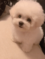 直击灵魂的单纯眼神gif搞笑图片