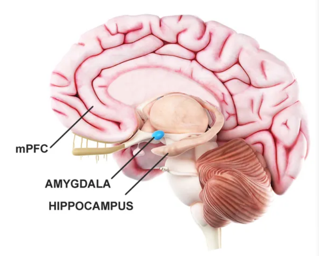 大脑前额叶皮层、杏仁体和海马体区域发生“情感体会回想”。