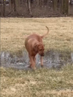 这狗成精了gif搞笑图片