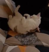 墨菲定律被打破了gif搞笑图片