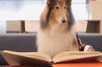 人世间的狗生百态gif搞笑图片