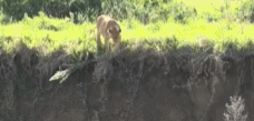 猎豹妈妈下坡救小猎豹-搞笑gif动态图片 - izike-izike