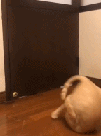 猫咪的内卷gif搞笑图片