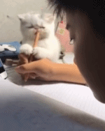 好好学习的阻力gif搞笑图片