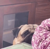 好委屈的狗狗gif搞笑图片