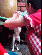 它甚至还有腹肌gif搞笑图片