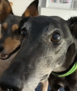 嘴都会打快板了gif搞笑图片