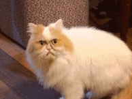 好深刻的一张脸gif搞笑图片