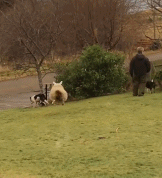 这是一只牧犬羊啊gif搞笑图片