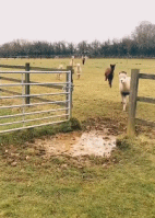跨水坑的羊驼有多可爱gif搞笑图片