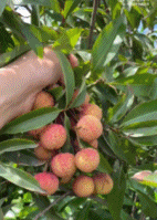 家里有个果园好快乐gif搞笑图片