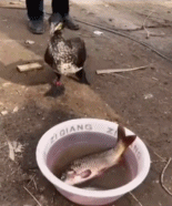 鱼鹰的嘴有多大gif搞笑图片