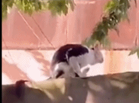 不要过来啊gif搞笑图片