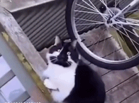 一只脸谱gif搞笑图片