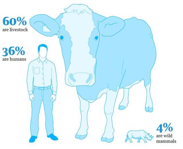 只占地球总生物量0.01%的人类消灭了83%的哺乳动物 地球上所有的哺乳动物生物量中,96%是家畜和人类(分别占60%和36%),野生哺乳动物只占4%