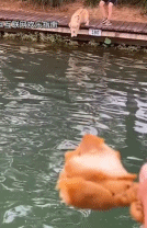 吃肉就是动力gif搞笑图片