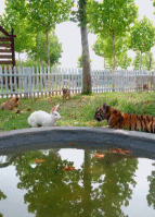 这事兔兔能吹一辈子gif搞笑图片