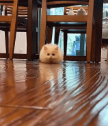 不用买扫把了gif搞笑图片