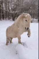 它知不知道自己很可爱gif搞笑图片