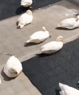 有个性的鸭gif搞笑图片