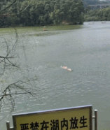 来个花式仰泳gif搞笑图片