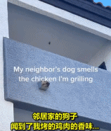 狗子闻到烤肉的香味后gif搞笑图片