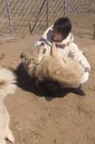 硬是把狼养成了二哈gif搞笑图片