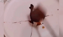 如何制作高档西餐gif搞笑图片