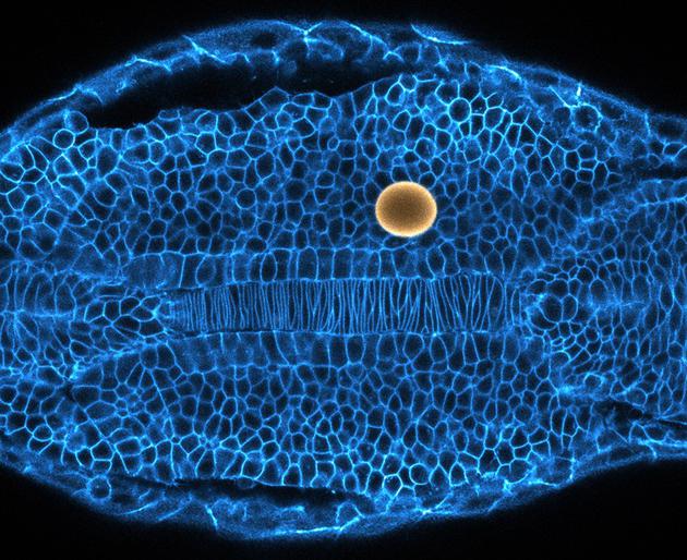 研究人员利用磁场使油滴（图中标为黄色）变形，向斑马鱼胚胎细胞施加推力和拉力。