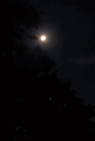 日环食的树叶倒影gif搞笑图片